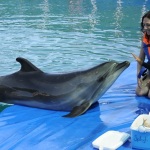 Meet the Dolphins in Marmaris