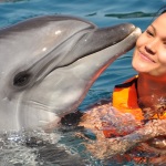 Swim with Dolphins in Marmaris