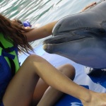 Watch the Dolphins in Marmaris