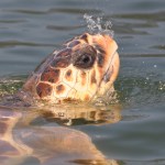 Marmaris Turtle Beach