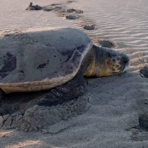 Dalyan Turtle Beach - Essential Guide For Marmaris Turkey