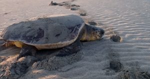 Marmaris Turtle Beach . Mud Bath & Kings Tombs . Marmaris Turkey