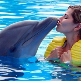 Swim with Dolphins in Marmaris