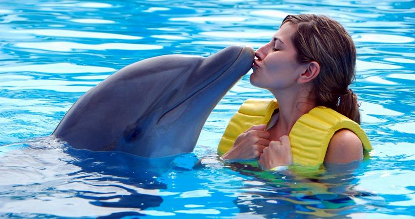 Swim with Dolphins in Marmaris