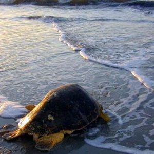 Dalyan Koycegiz Tour Dalyan Koycegiz Tour